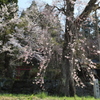 徹然桜