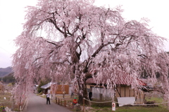 中塩のしだれ桜