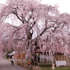 中塩のしだれ桜