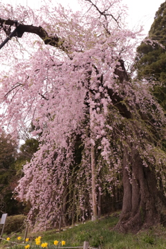 大日向観音堂のしだれ桜