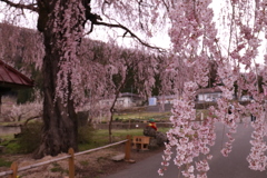 中塩のしだれ桜