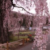 中塩のしだれ桜