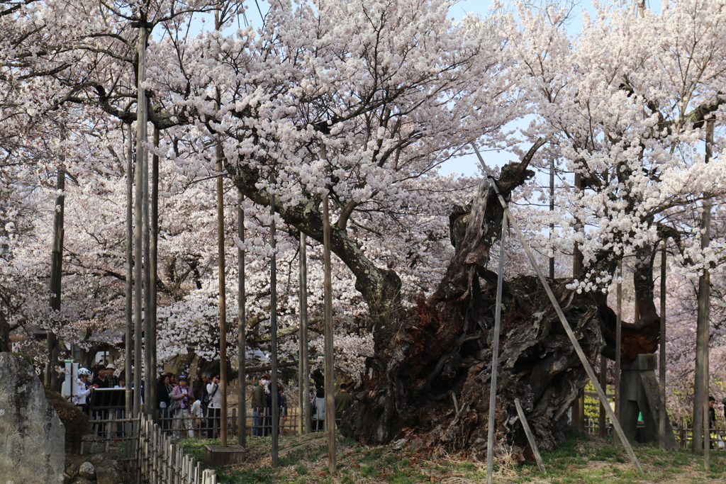 山高神代桜