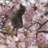桜とヒヨドリ