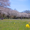 桜3