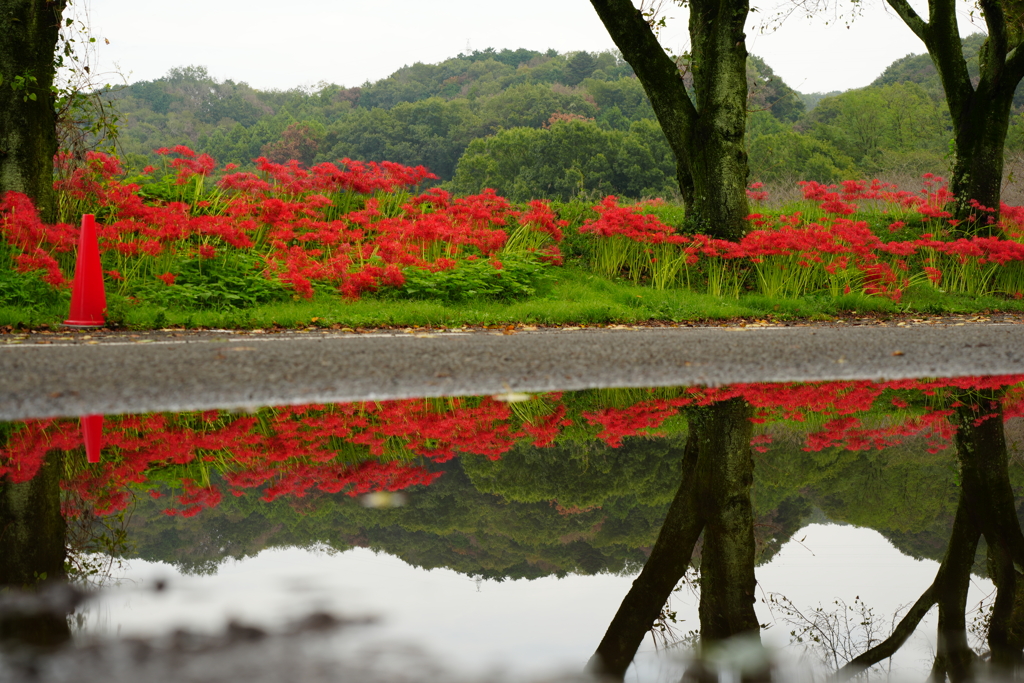シンメトリー