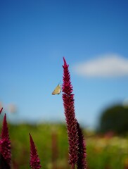 花を撮影したらいました。