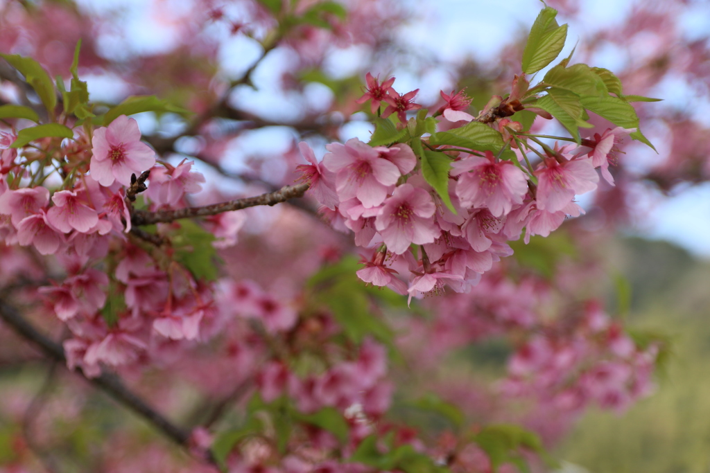 河津桜