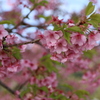 河津桜