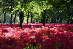 彼岸花