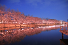 夜桜3