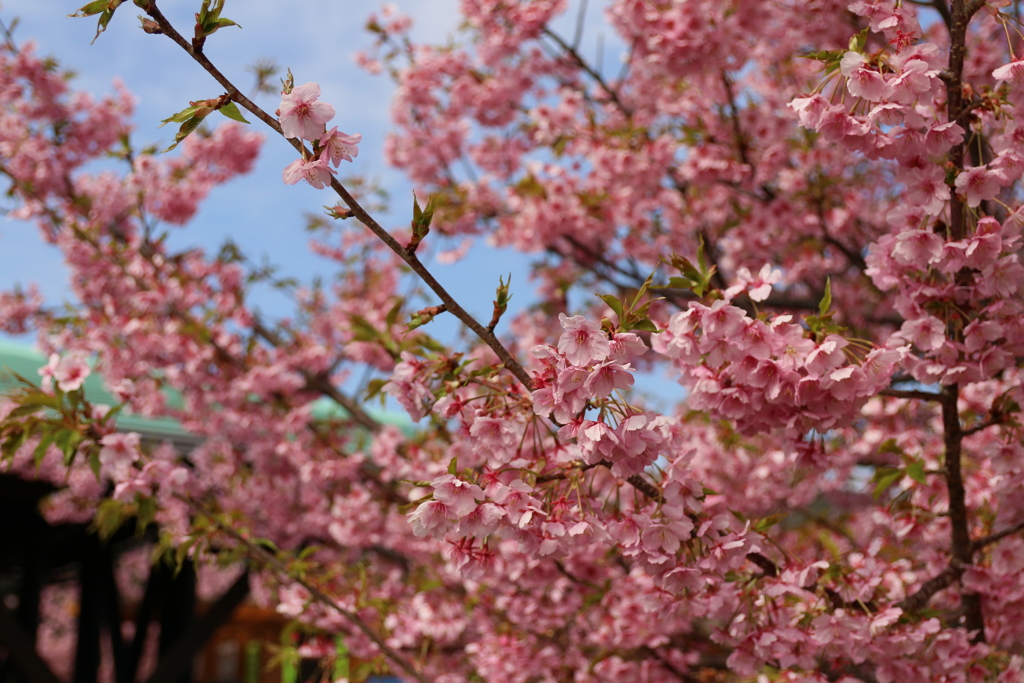 河津桜