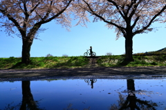 自転車と私、時々桜