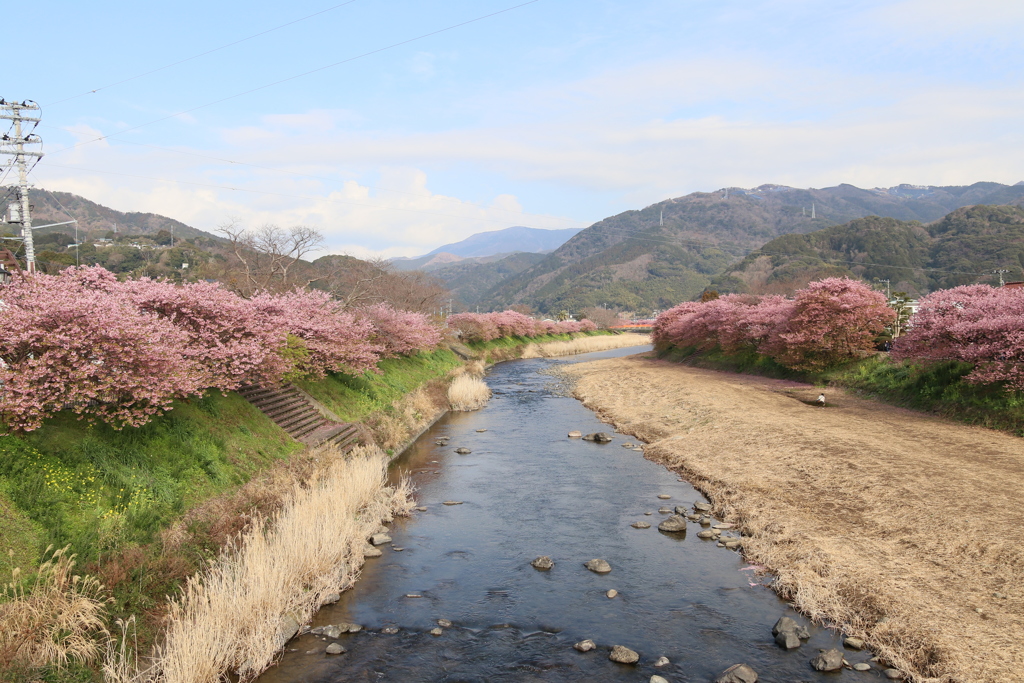 河津桜