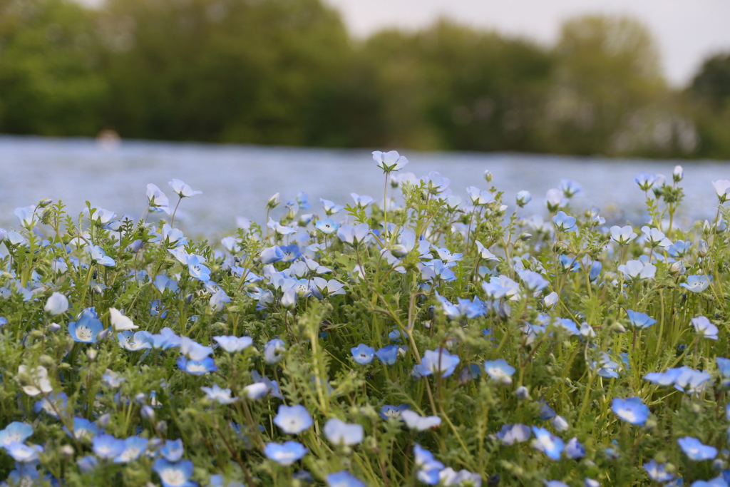 なんの花かな？その1