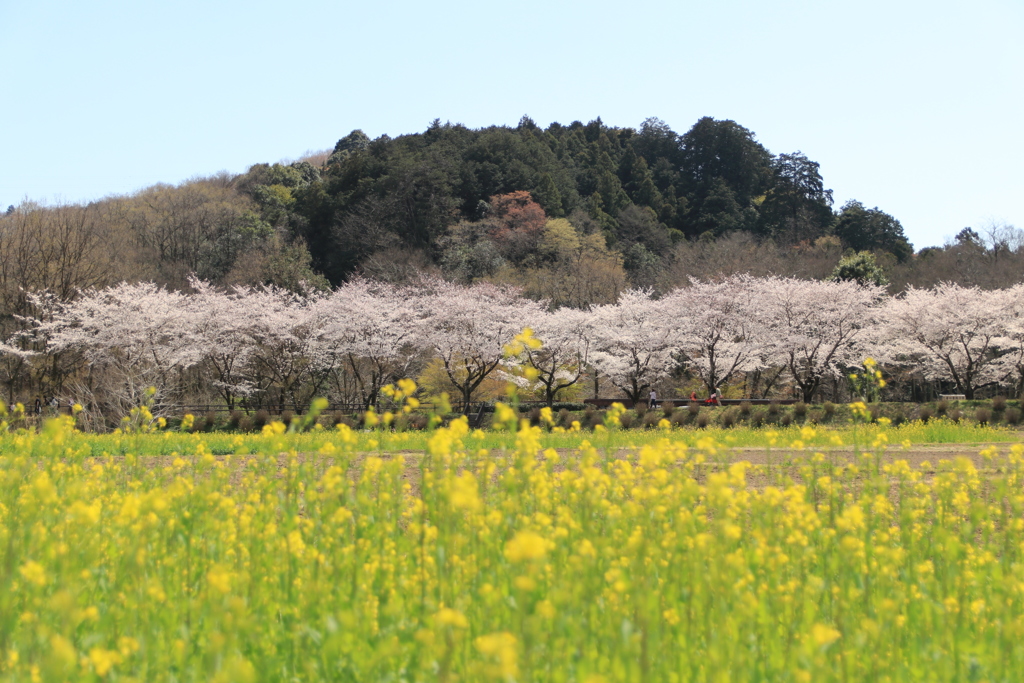 桜＆菜の花