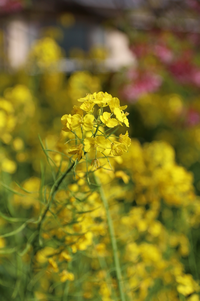 菜の花なんですかね？