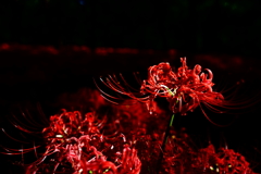 曼珠沙華