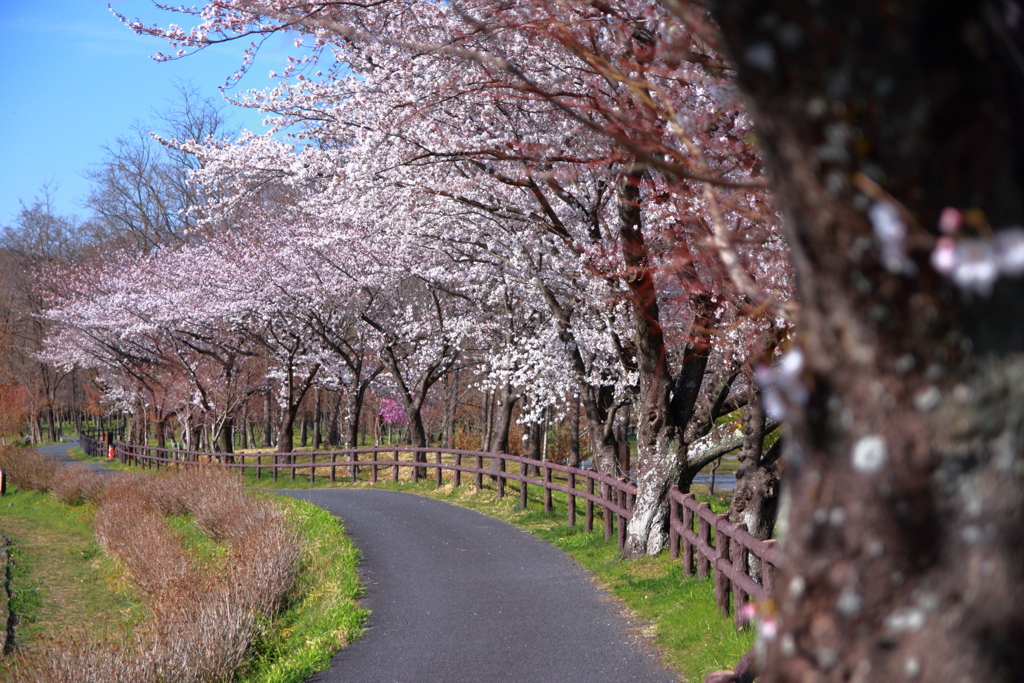 桜並木