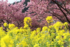 河津桜と菜の花？
