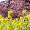 河津桜と菜の花？