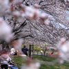 桜2