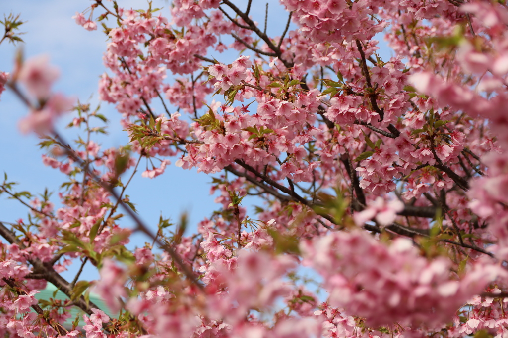 河津桜