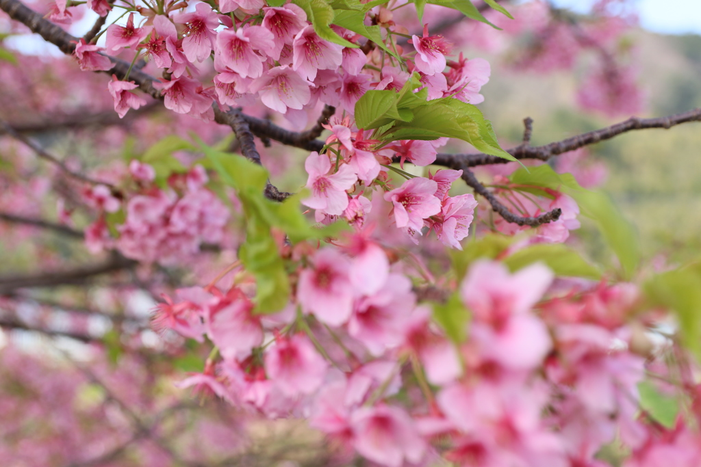 河津桜