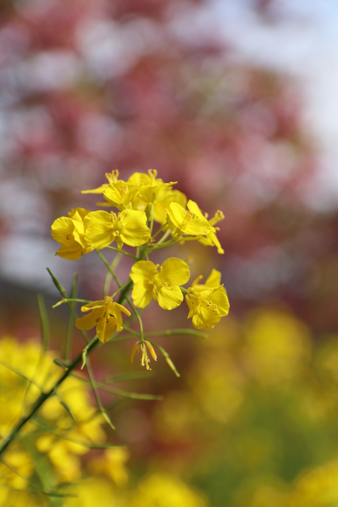 菜の花なんですかね？