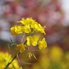 菜の花なんですかね？