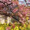 河津桜と菜の花？