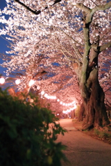 夜桜