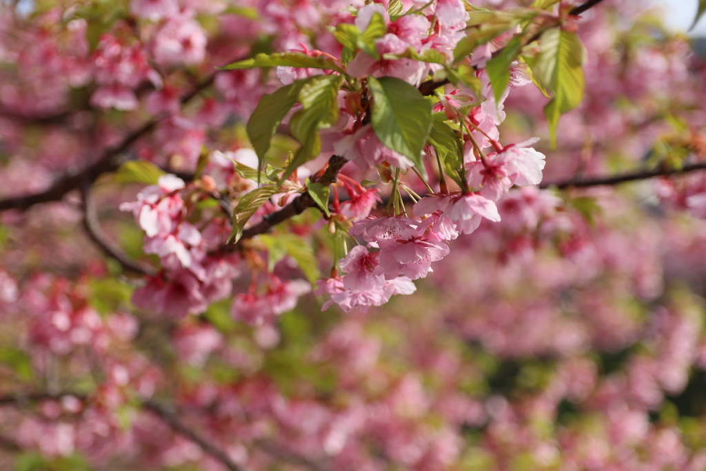 河津桜