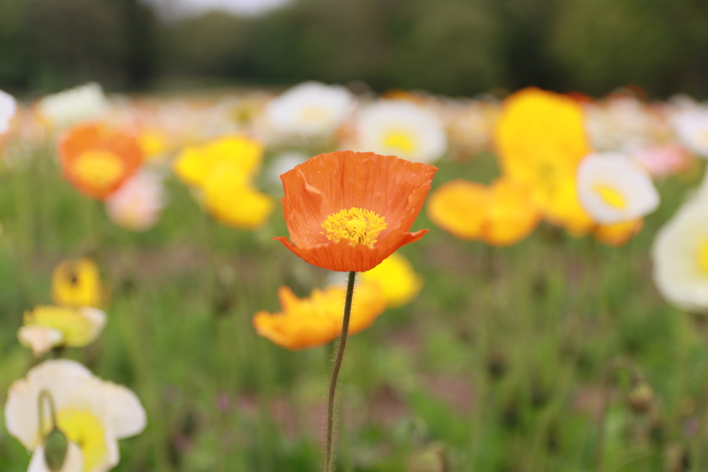 なんの花かな？その2