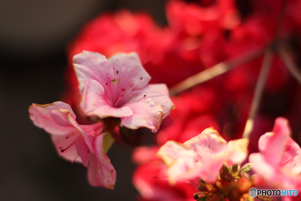 お庭のなんかのお花