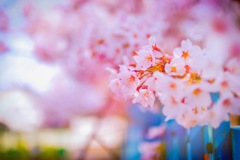 平成最期の桜