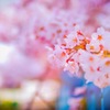 平成最期の桜