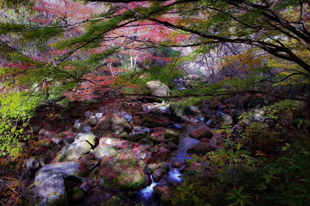 家族で紅葉狩り3