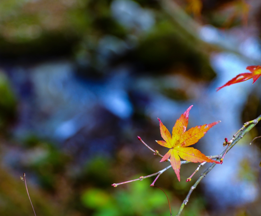 家族で紅葉散歩2