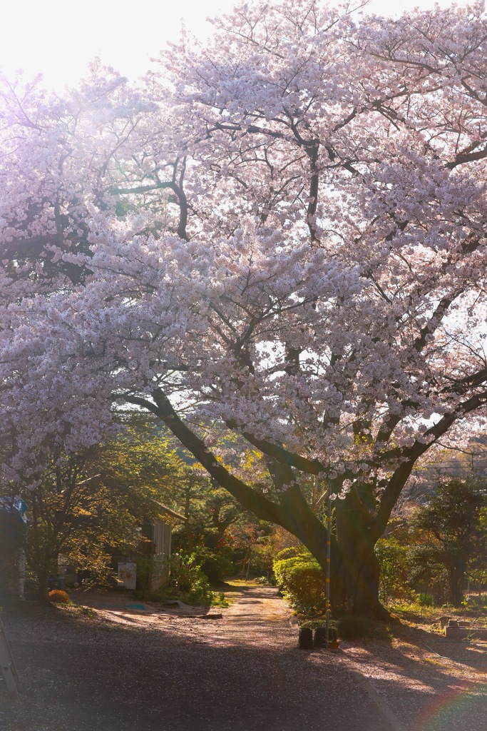 でっかい桜