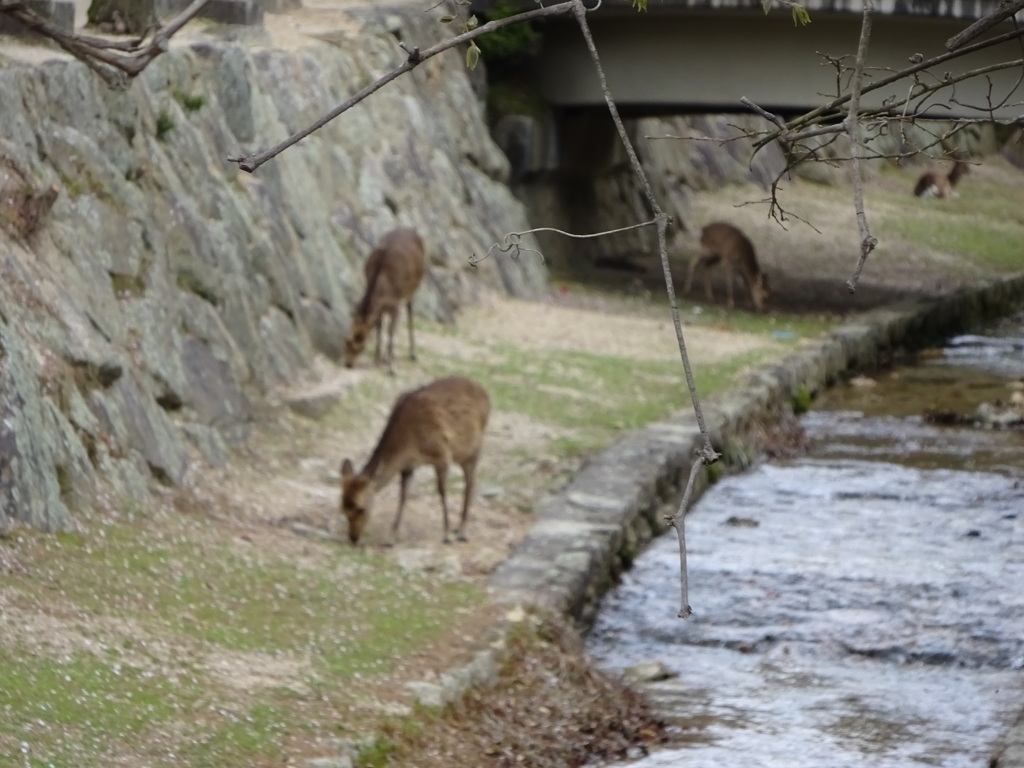 宮島の鹿