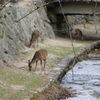 宮島の鹿