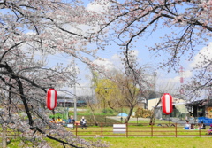 花見