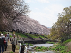 川辺の桜