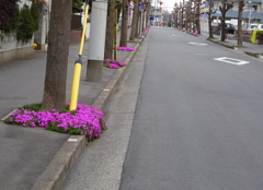 いちょうの根本の芝桜