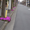 いちょうの根本の芝桜