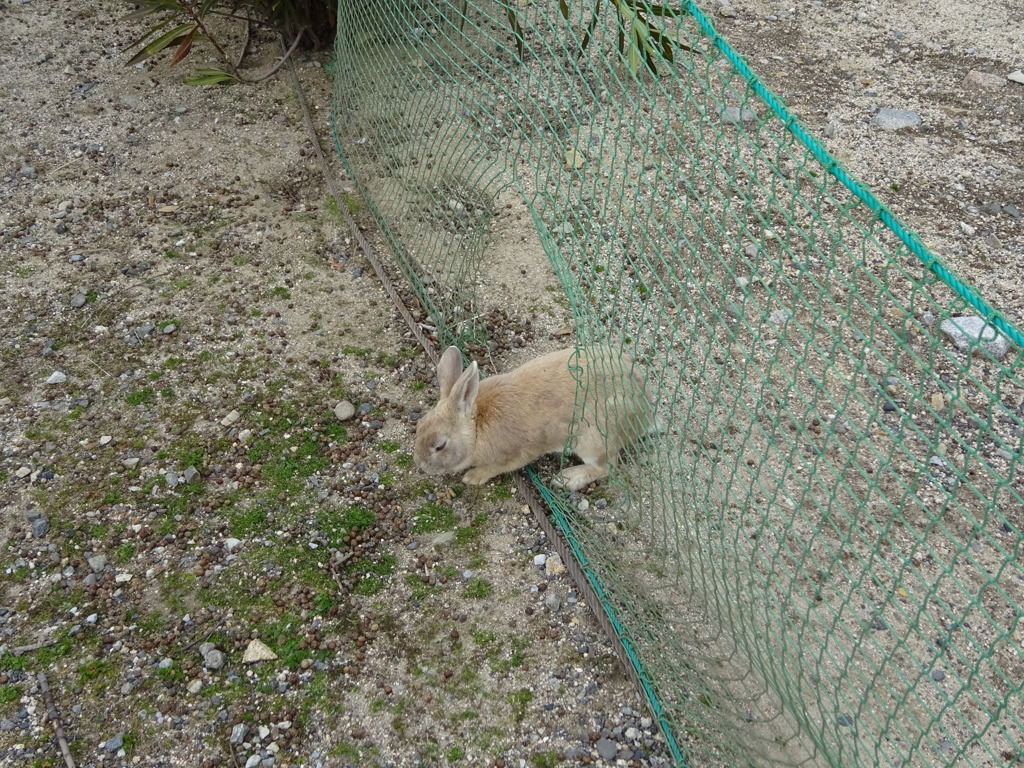 脱走じゃないよ