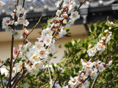 春近し