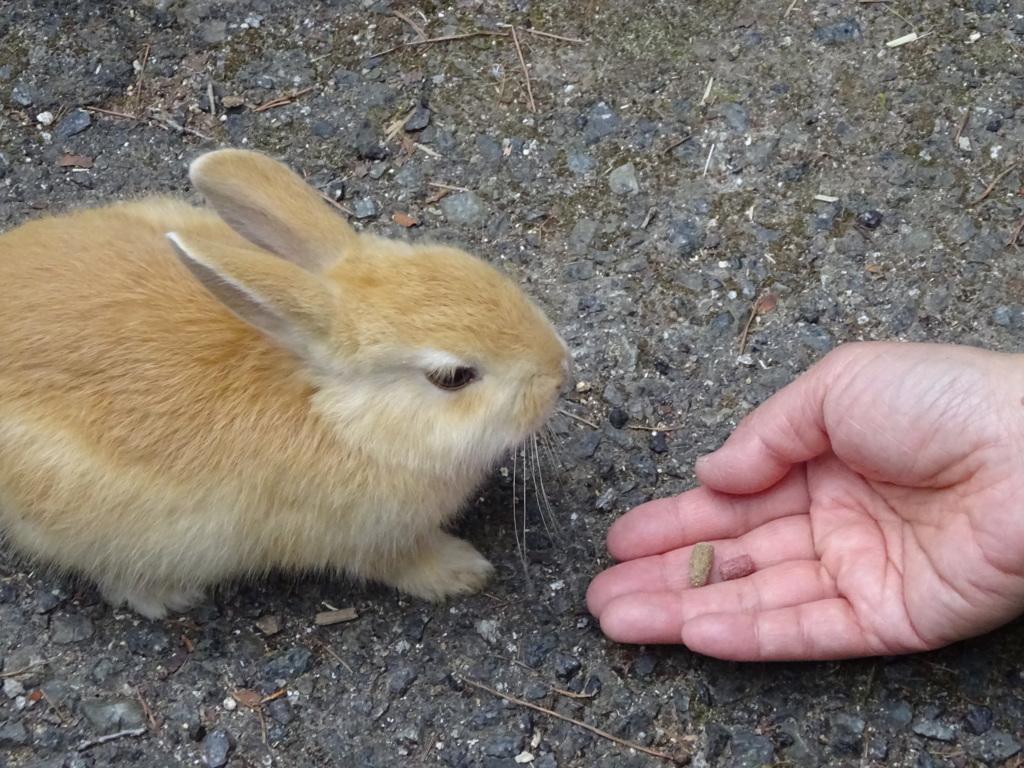 道端のちび②