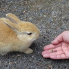 道端のちび②
